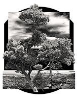 'ĆENEṈ  •  Arbutus Cove' • palladium print  •  7.5" x 27"